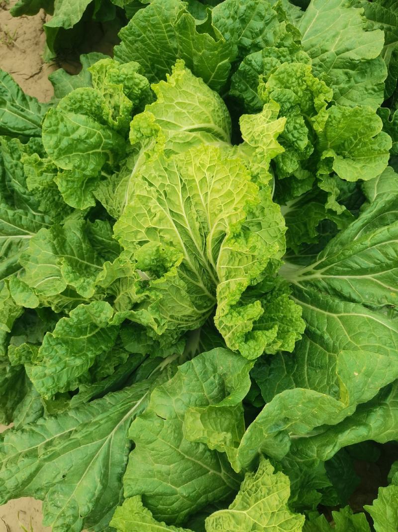 大白菜