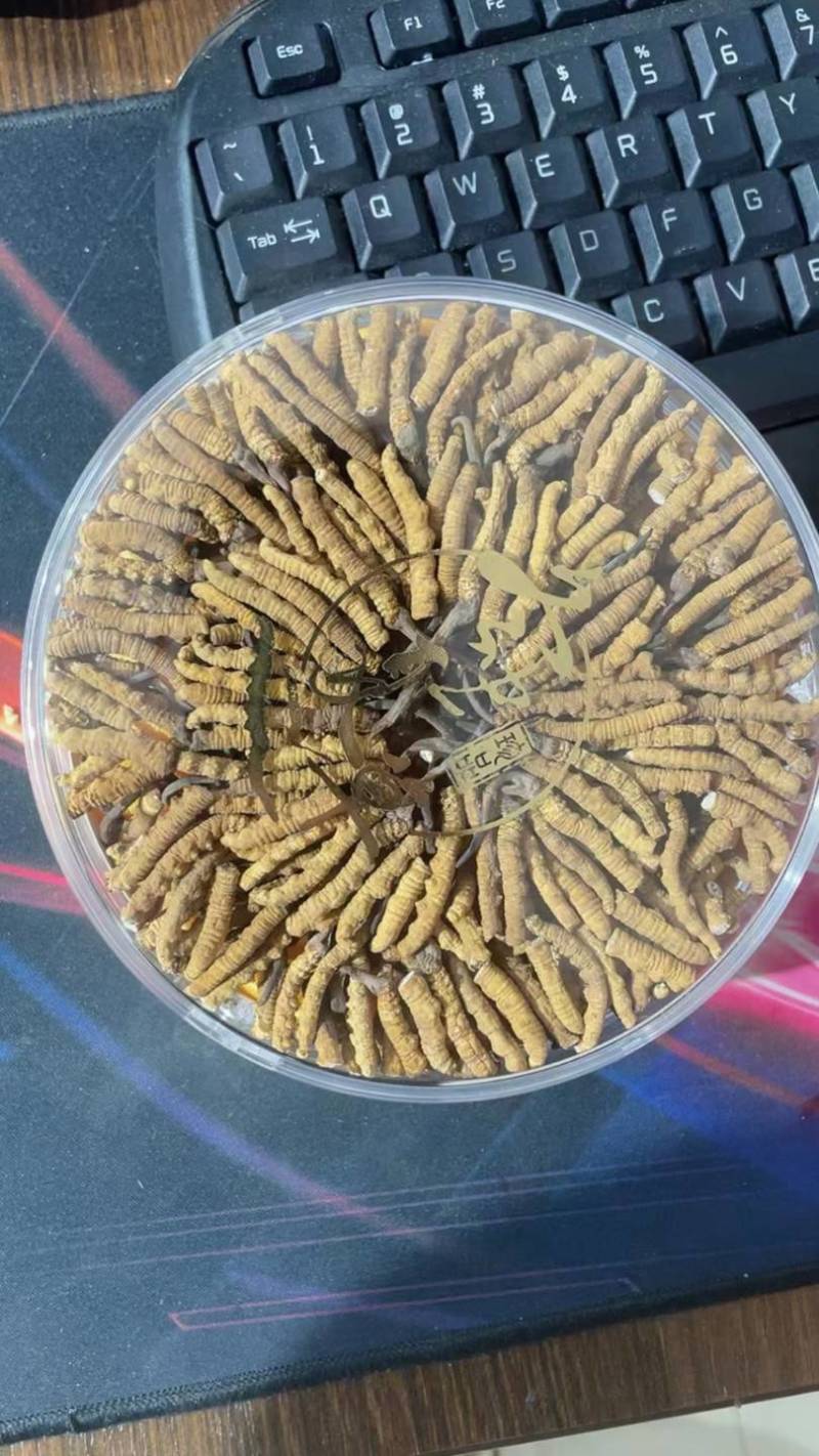 虫草西藏那曲野生新纯肉断草正宗肉节断草假一赔十。