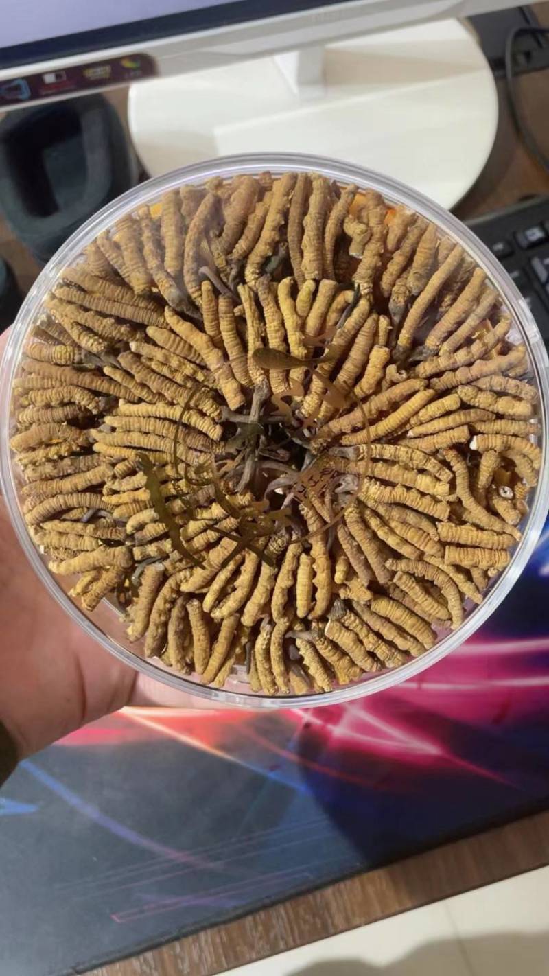 虫草西藏那曲野生新纯肉断草正宗肉节断草假一赔十。