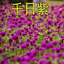 花种子千日红百日红火球庭院景观绿化花卉盆栽易活花籽千日紫