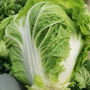 大白菜