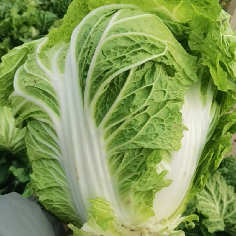 大白菜