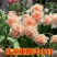 水仙花种球进口洋土培盆栽植物四季重瓣年宵花卉秋冬耐寒
