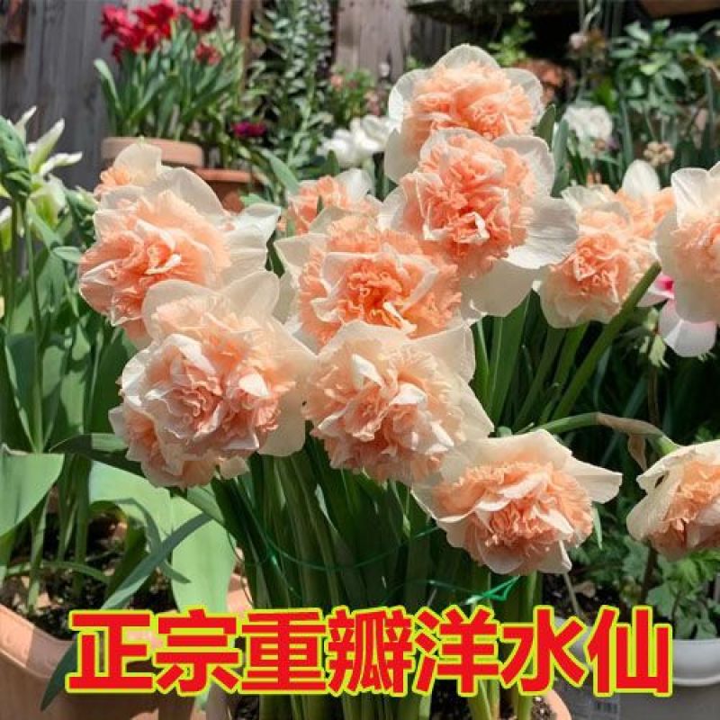 水仙花种球进口洋土培盆栽植物四季重瓣年宵花卉秋冬耐寒