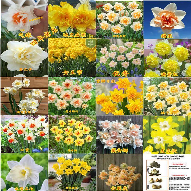 水仙花种球进口洋土培盆栽植物四季重瓣年宵花卉秋冬耐寒