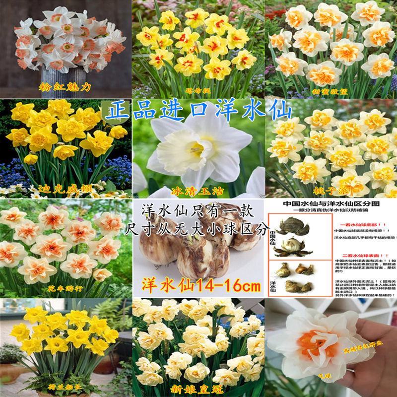 水仙花种球进口洋土培盆栽植物四季重瓣年宵花卉秋冬耐寒