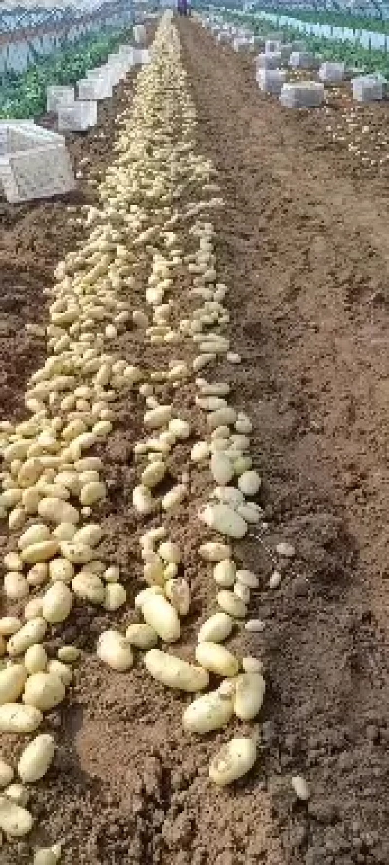 荷兰十五土豆3两以都有货，规格全价格低，货源充足质量保证