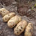 荷兰十五土豆3两以都有货，规格全价格低，货源充足质量保证