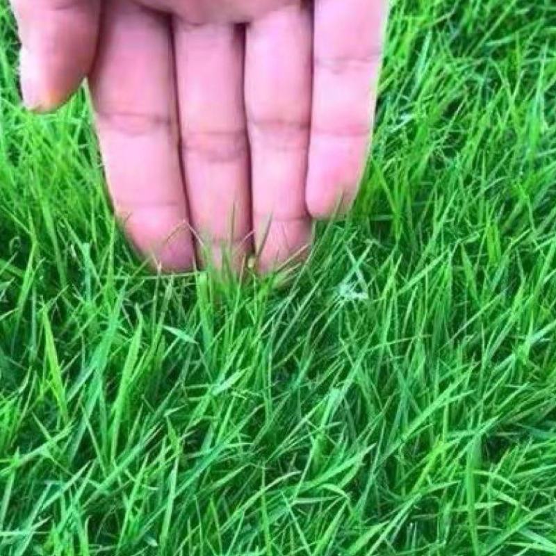 包衣狗牙根草坪种子林木种籽四季景观草坪草籽观叶