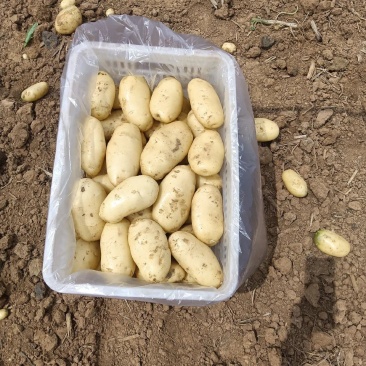 荷兰十五土豆3两以都有货，规格全价格低，货源充足质量保证