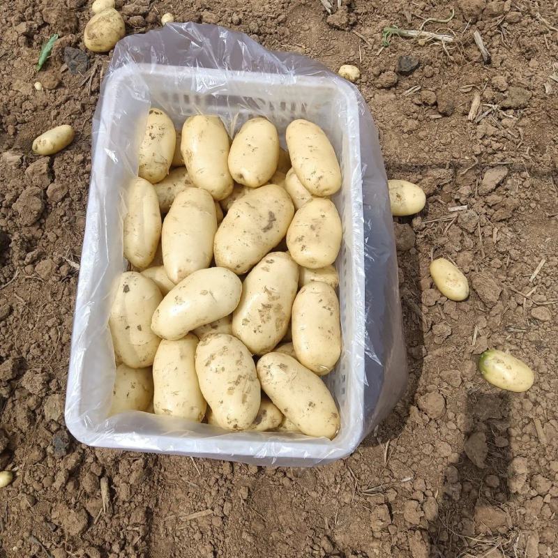 荷兰十五土豆3两以都有货，规格全价格低，货源充足质量保证