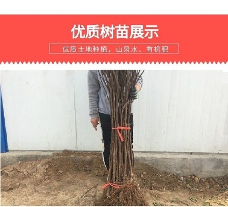 无花果树苗嫁接苗室内盆栽室外地栽耐寒高产南北方种植正宗果