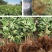 无花果树苗嫁接苗室内盆栽室外地栽耐寒高产南北方种植正宗果