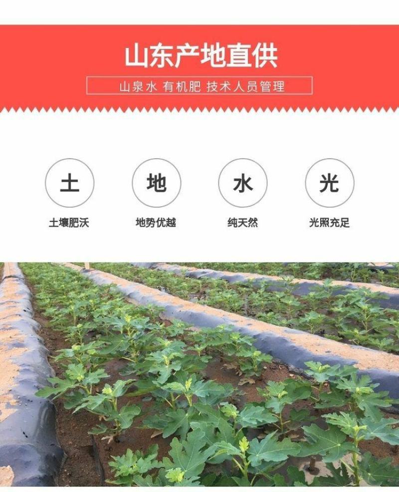 无花果树苗嫁接苗室内盆栽室外地栽耐寒高产南北方种植正宗果