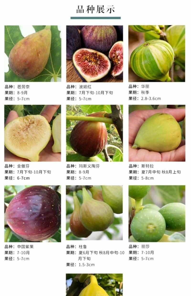 无花果树苗嫁接苗室内盆栽室外地栽耐寒高产南北方种植正宗果
