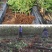 无花果树苗嫁接苗室内盆栽室外地栽耐寒高产南北方种植正宗果