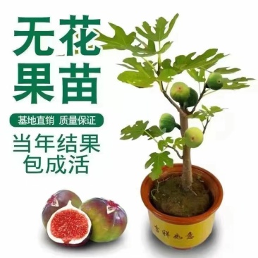 无花果树苗嫁接苗室内盆栽室外地栽耐寒高产南北方种植正宗果