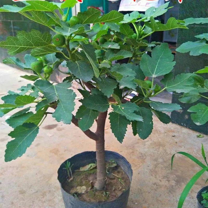 无花果树苗嫁接苗室内盆栽室外地栽耐寒高产南北方种植正宗果