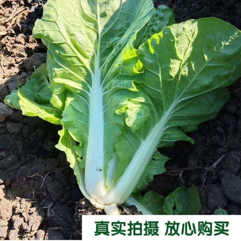 精品快菜，产地直发货源充足稳定，交通便利欢迎选购