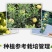 柱状苹果润太一号嫁接矮化果树苗南方北方四季种植盆栽地栽水