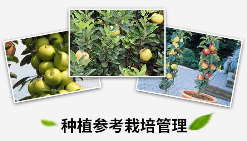 柱状苹果润太一号嫁接矮化果树苗南方北方四季种植盆栽地栽水