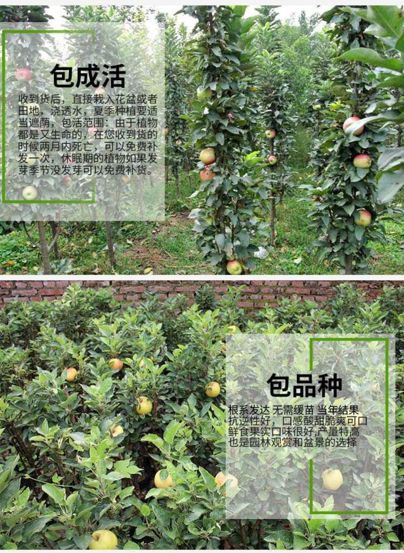 柱状苹果润太一号嫁接矮化果树苗南方北方四季种植盆栽地栽水