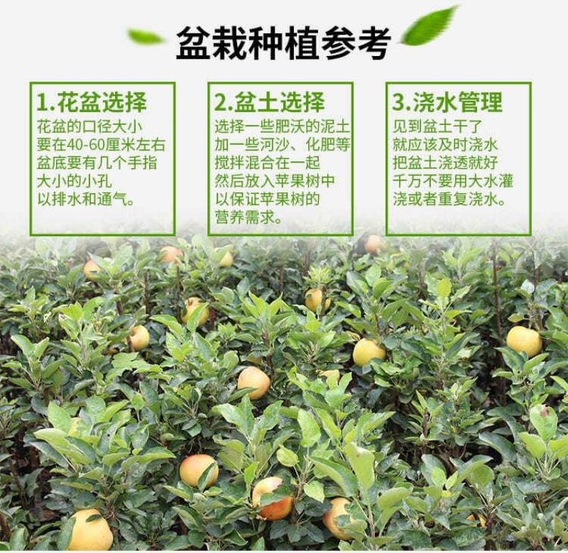 柱状苹果润太一号嫁接矮化果树苗南方北方四季种植盆栽地栽水