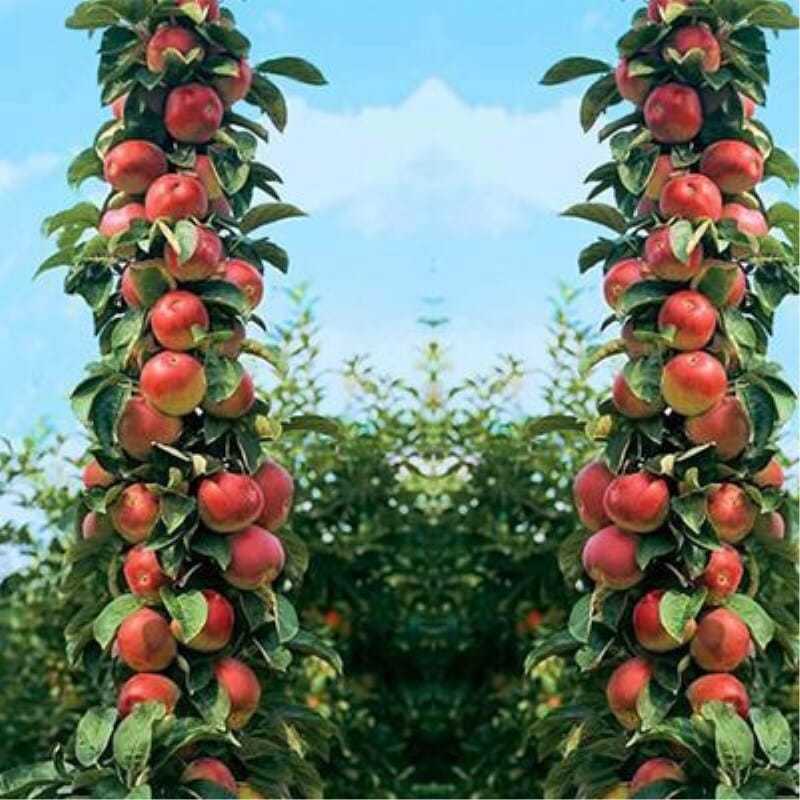 柱状苹果润太一号嫁接矮化果树苗南方北方四季种植盆栽地栽水