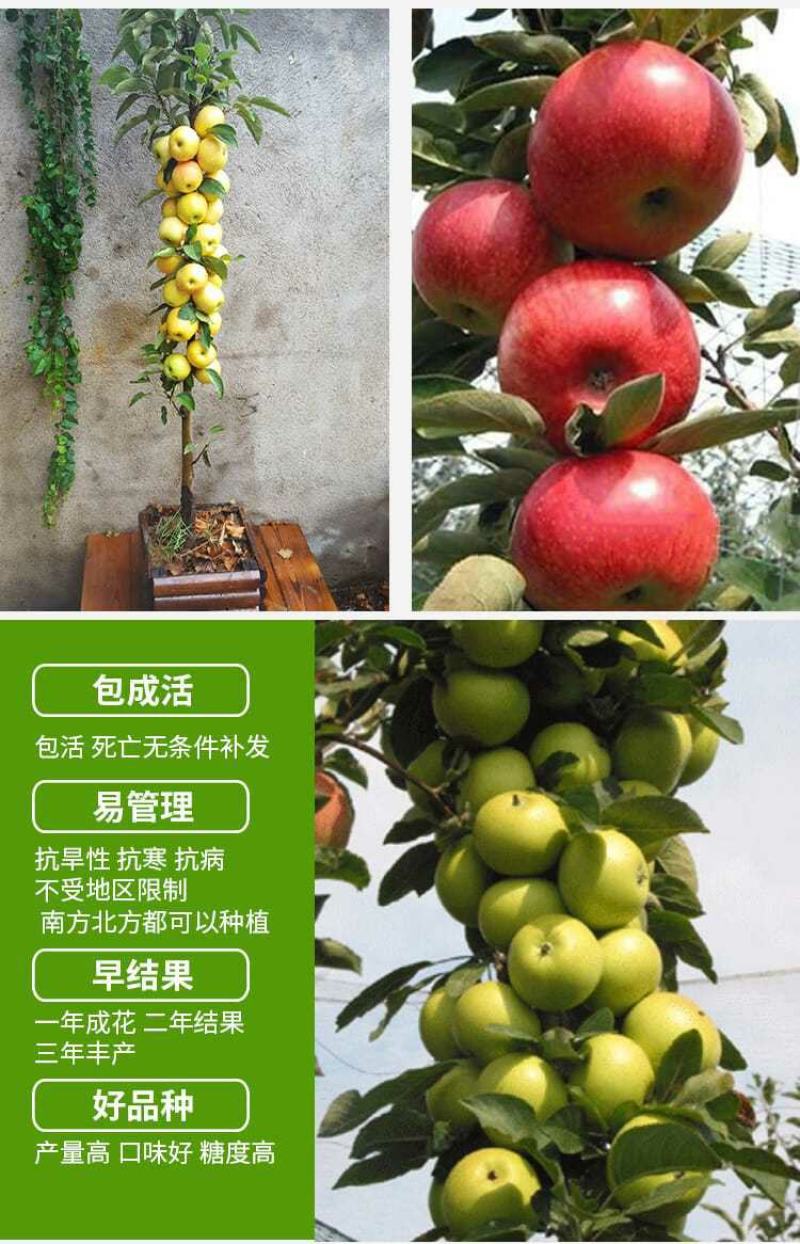 柱状苹果润太一号嫁接矮化果树苗南方北方四季种植盆栽地栽水