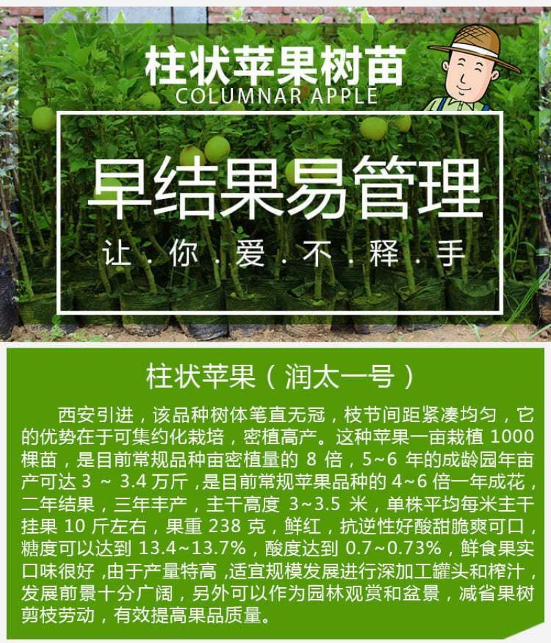 柱状苹果润太一号嫁接矮化果树苗南方北方四季种植盆栽地栽水