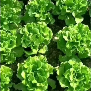 意大利生菜