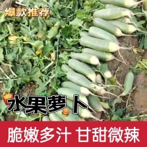 水果萝卜脆嫩多汁甘甜微辣货源充足欢迎