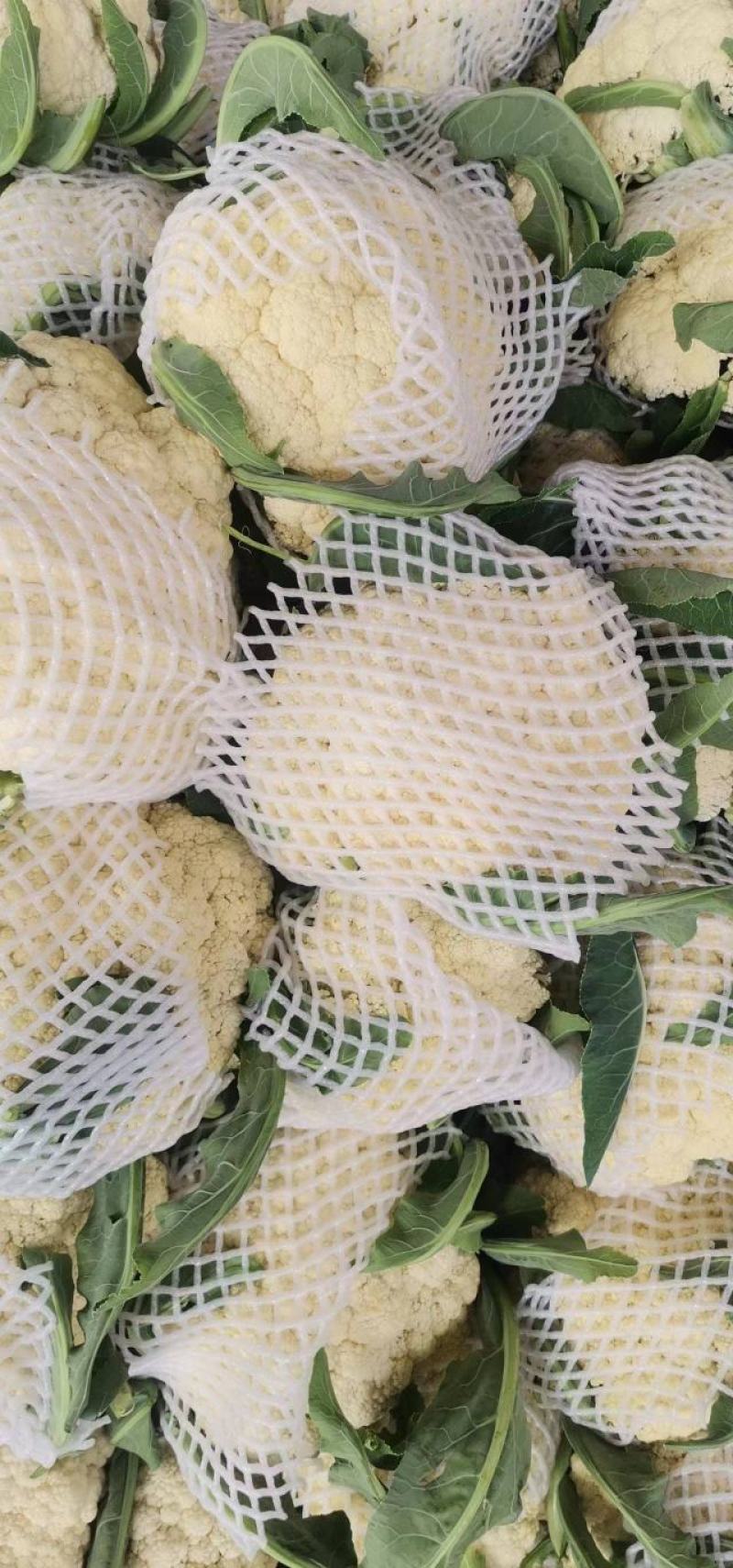 河南精品有机花菜，松花菜，商超品质，可视频看货