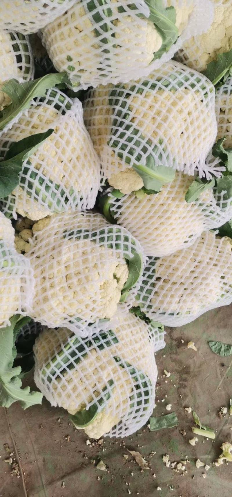 河南精品有机花菜，松花菜，商超品质，可视频看货