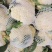 河南精品有机花菜，松花菜，商超品质，可视频看货