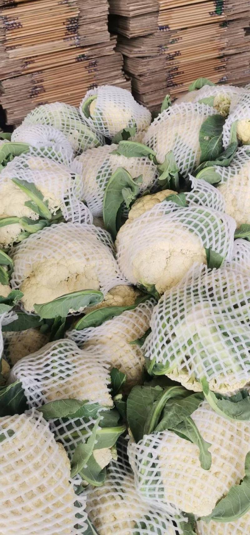 河南精品有机花菜，松花菜，商超品质，可视频看货