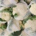 河南精品有机花菜，松花菜，商超品质，可视频看货