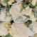 河南精品有机花菜，松花菜，商超品质，可视频看货