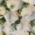 河南精品有机花菜，松花菜，商超品质，可视频看货