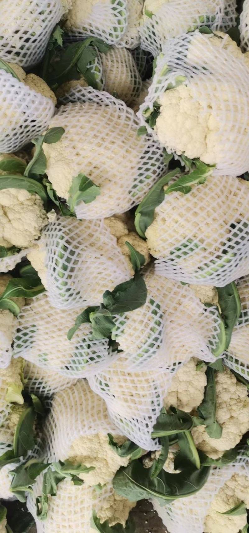 河南精品有机花菜，松花菜，商超品质，可视频看货