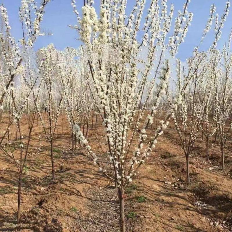新品种晚熟李子树苗冬雪李嫁接李冬季李子树苗南北方种植庭院