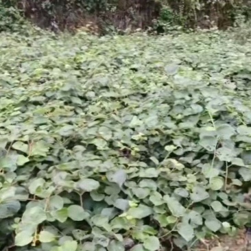 水阳桃嫁接苗木。红阳，米良，g3，徐香，贵长