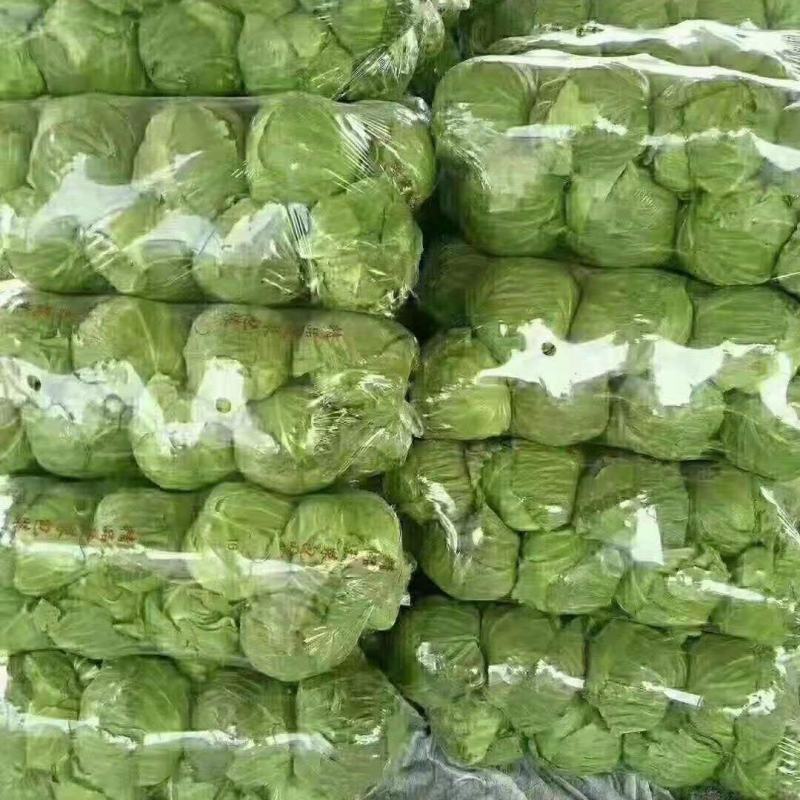 【荐】甘蓝中甘甘蓝河北中甘甘蓝货量充足产地直发视频看货