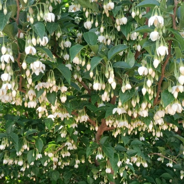 野茉莉花苗木种子