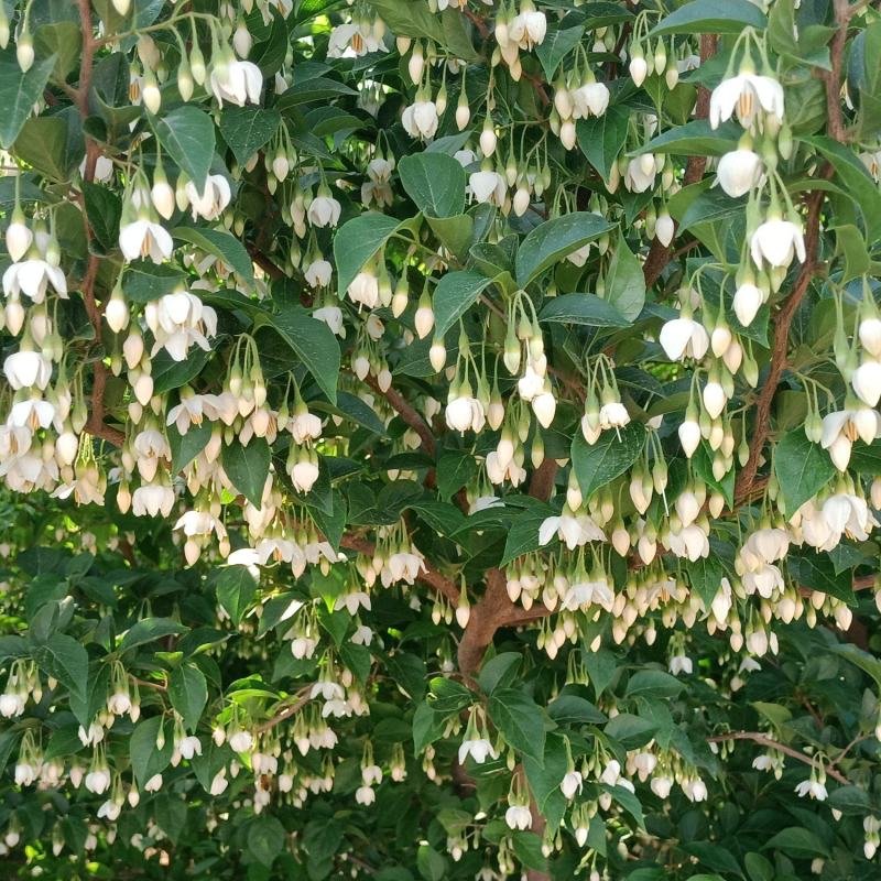 野茉莉花苗木种子
