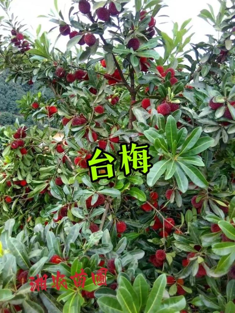 杨梅苗(台梅苗)杨梅树2-4年苗嫁接苗南方杨梅苗