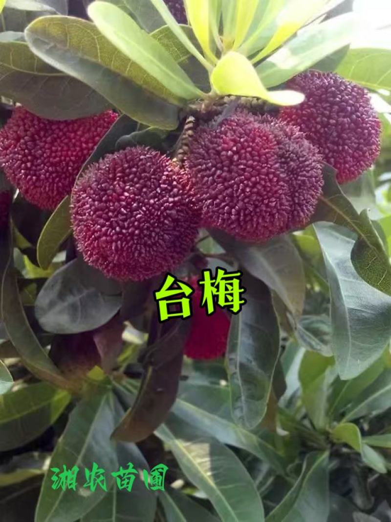 杨梅苗(台梅苗)杨梅树2-4年苗嫁接苗南方杨梅苗