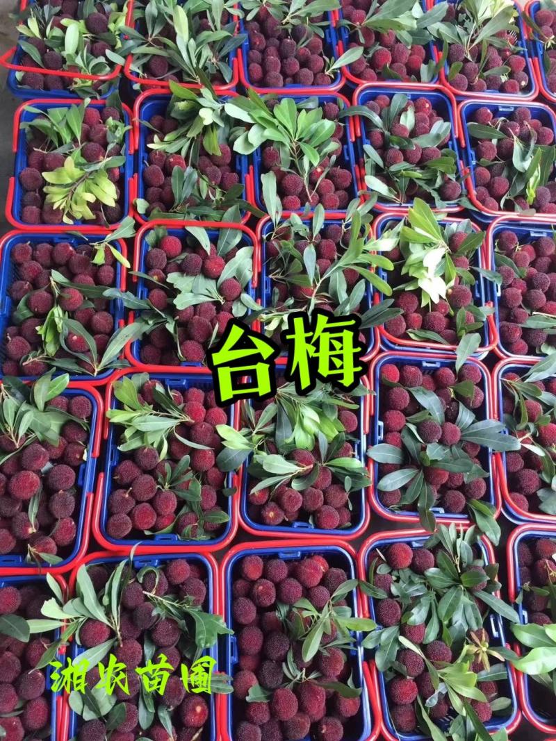 杨梅苗(台梅苗)杨梅树2-4年苗嫁接苗南方杨梅苗