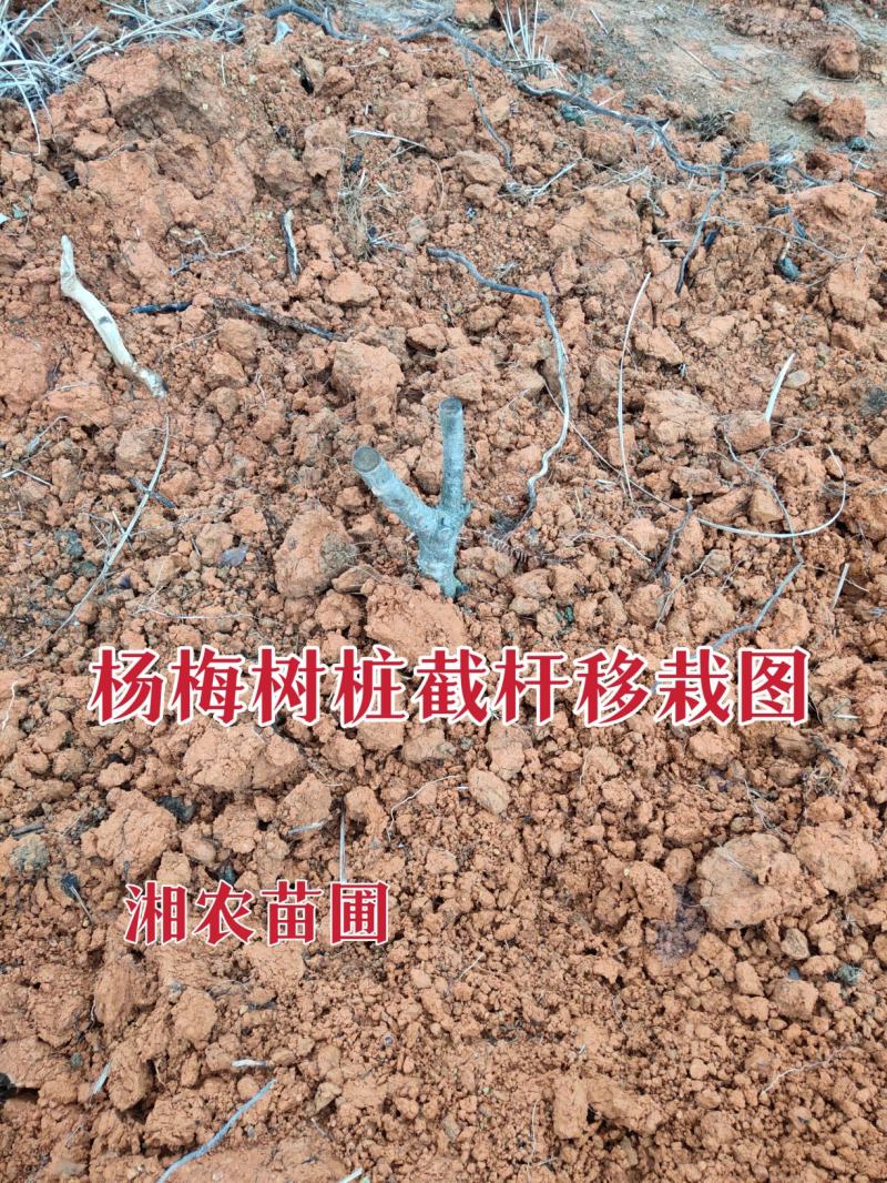 杨梅苗(台梅苗)杨梅树2-4年苗嫁接苗南方杨梅苗