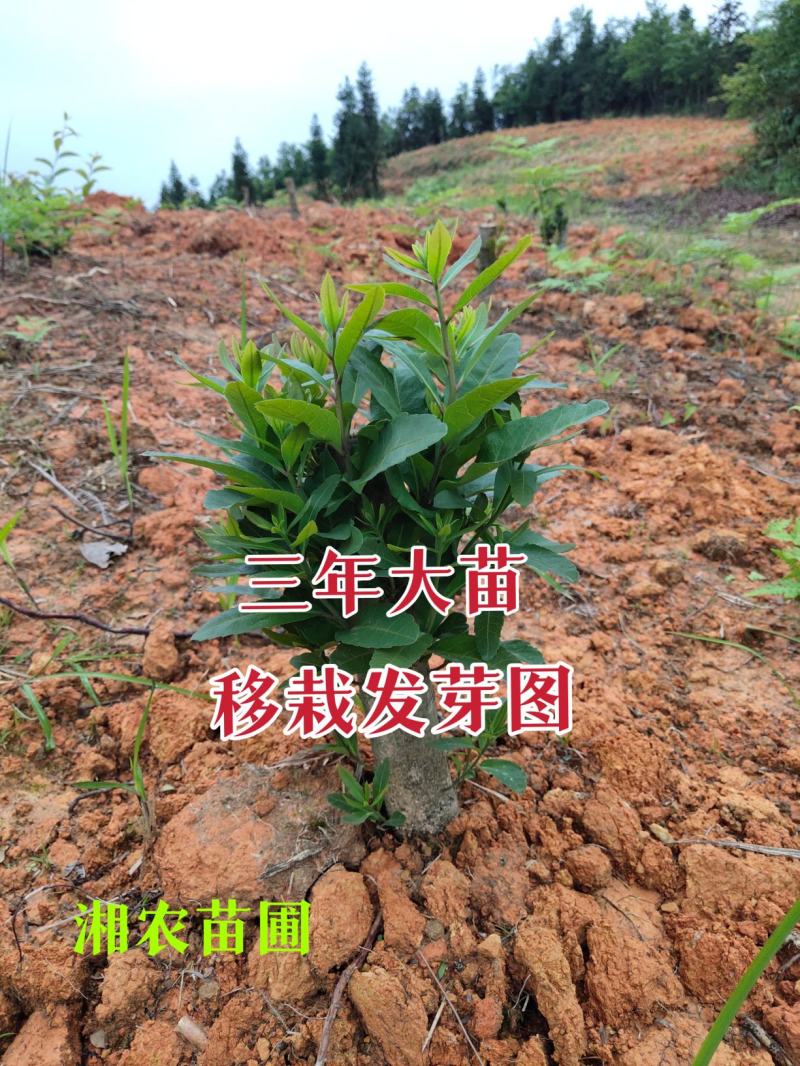 杨梅苗(台梅苗)杨梅树2-4年苗嫁接苗南方杨梅苗